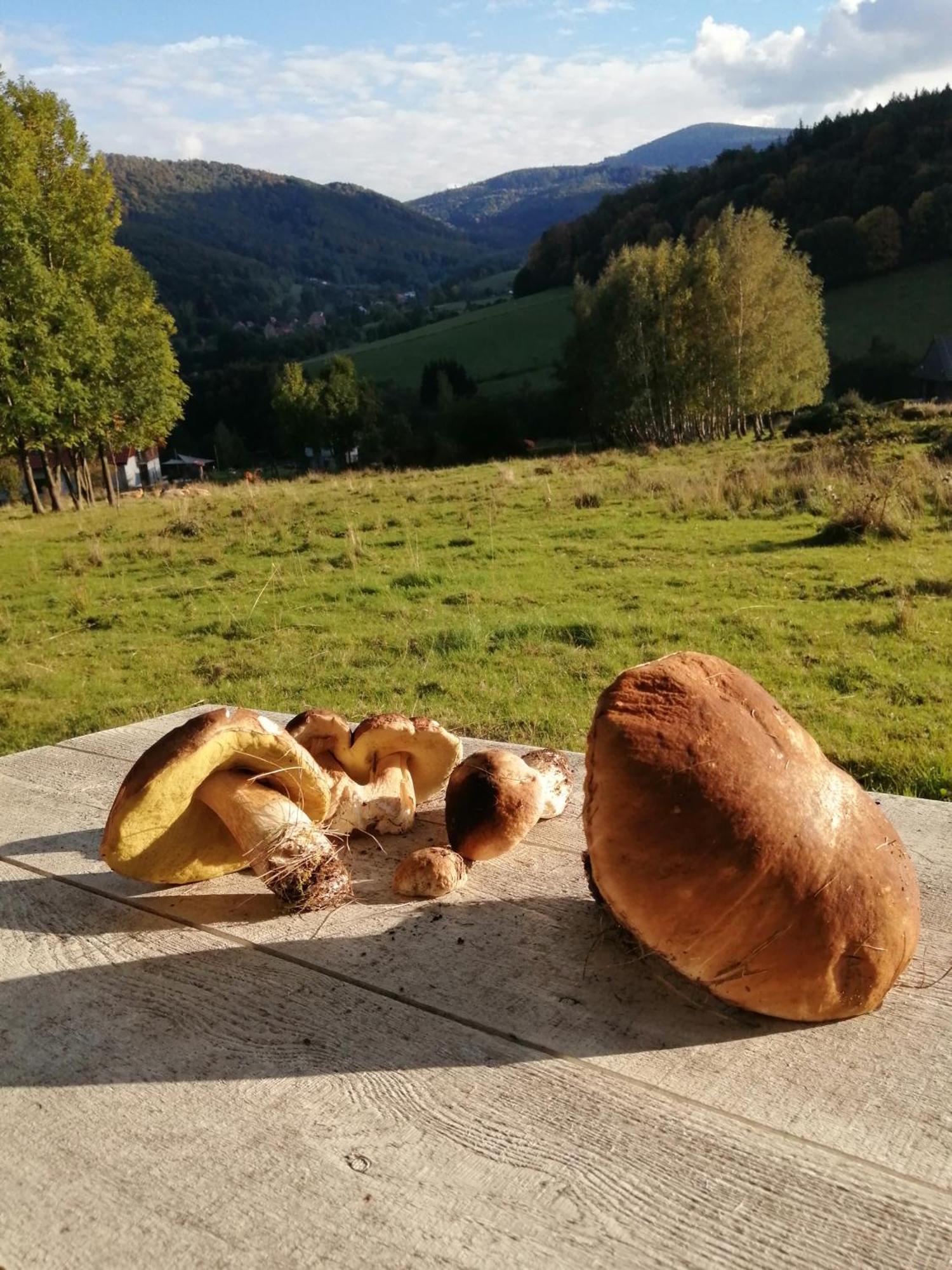 Domek W Gorach Sowich Pieszyce Eksteriør billede